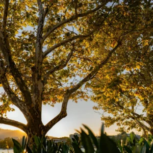 Sycamore Tree Live Plant Quart Pot Shade Tree Outdoor Growing