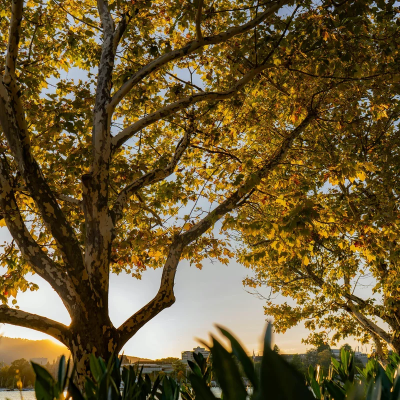 Sycamore Tree Live Plant Quart Pot Shade Tree Outdoor Growing