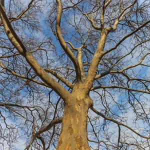 Sycamore Tree Live Plant Quart Pot Shade Tree Outdoor Growing