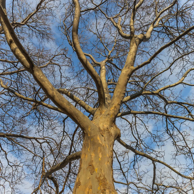 Sycamore Tree Live Plant Quart Pot Shade Tree Outdoor Growing