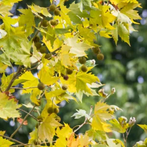 Sycamore Tree Live Plant Quart Pot Shade Tree Outdoor Growing