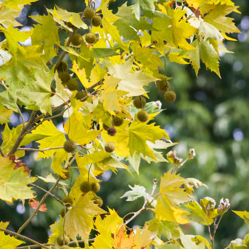 Sycamore Tree Live Plant Quart Pot Shade Tree Outdoor Growing