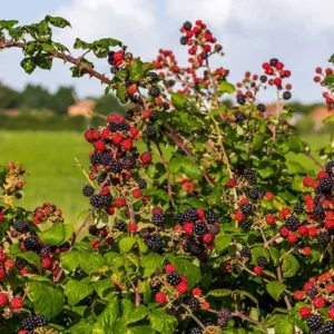 Thornless Blackberry Plant Live - Bush - Tree - For Planting In Pot