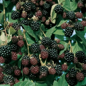 Thornless Blackberry Plant Live - Bush - Tree - For Planting In Pot