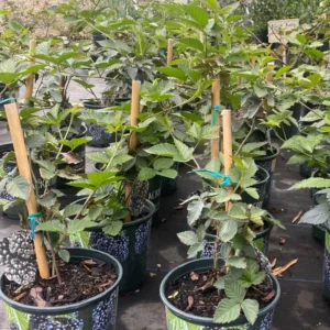 Thornless Blackberry Plant Live - Bush - Tree - For Planting In Pot