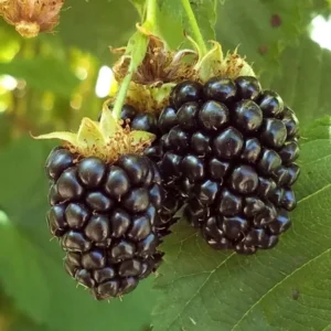 Thornless Blackberry Plant Live - Bush - Tree - For Planting In Pot