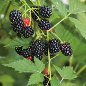 Thornless Blackberry Plant Live - Bush - Tree - For Planting In Pot