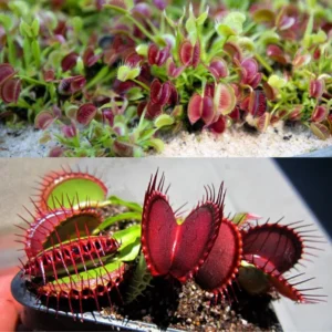 UK Sawtooth II Venus Flytrap Live Plant Large Carnivorous