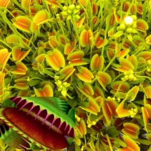 UK Sawtooth II Venus Flytrap Live Plant Large Carnivorous