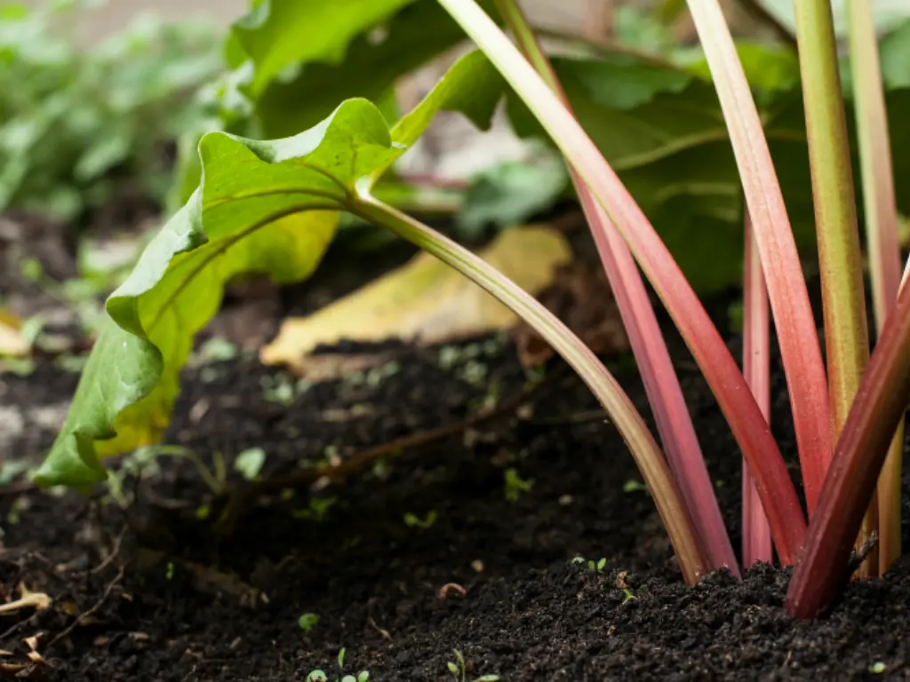 Rhubarb planted in well-drained soil to promote healthy growth and prevent root problems.
