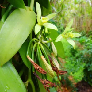 Vanilla Vine Plant Live Fragrant Climbing 4-7 Inches Indoor Outdoor