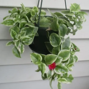 Variegated Baby Sun Rose Succulent 2 Inch Pink Ice Plant - Rare