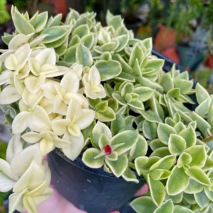 Variegated Baby Sun Rose Succulent 2 Inch Pink Ice Plant - Rare