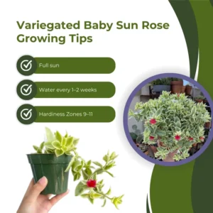 Variegated Baby Sun Rose Succulent 2 Inch Pink Ice Plant - Rare