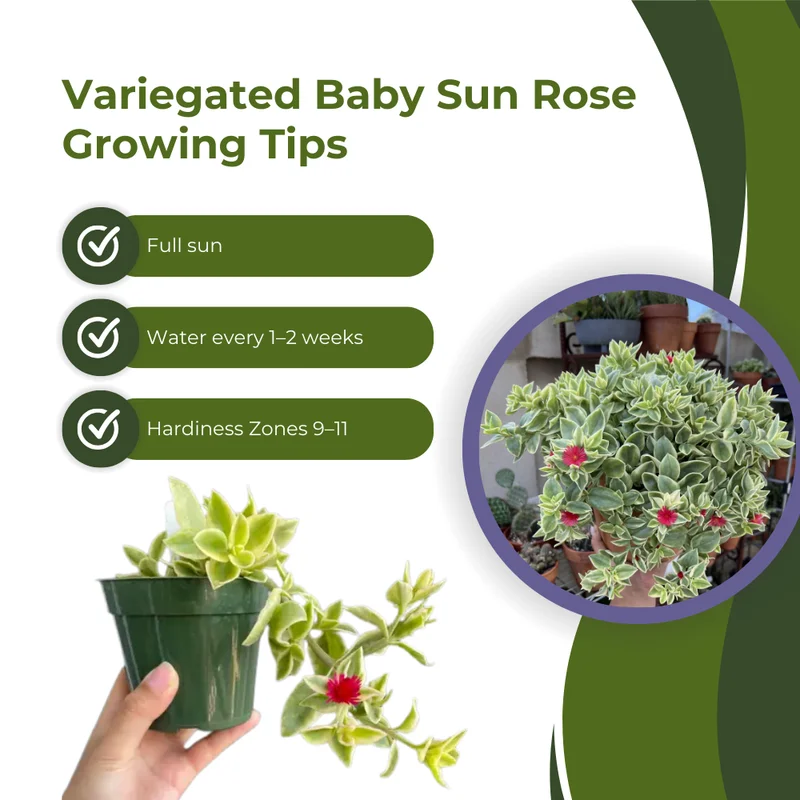 Variegated Baby Sun Rose Succulent 2 Inch Pink Ice Plant - Rare