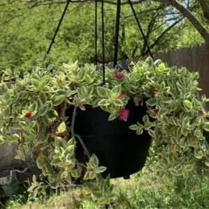 Variegated Baby Sun Rose Succulent 2 Inch Pink Ice Plant - Rare