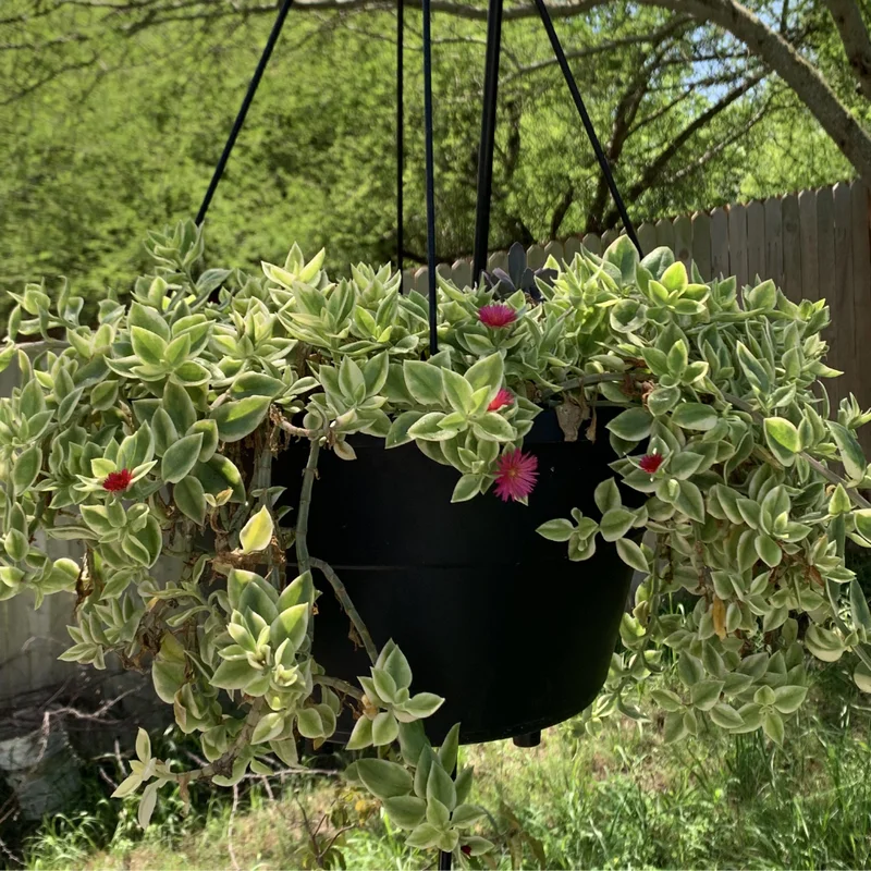 Variegated Baby Sun Rose Succulent 2 Inch Pink Ice Plant - Rare