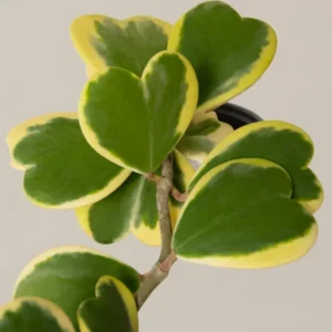 Variegated Heart Hoya Kerrii Plant - 4 inch Pot - Live Houseplant
