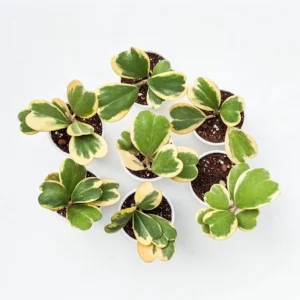 Variegated Heart Hoya Kerrii Plant - 4 inch Pot - Live Houseplant