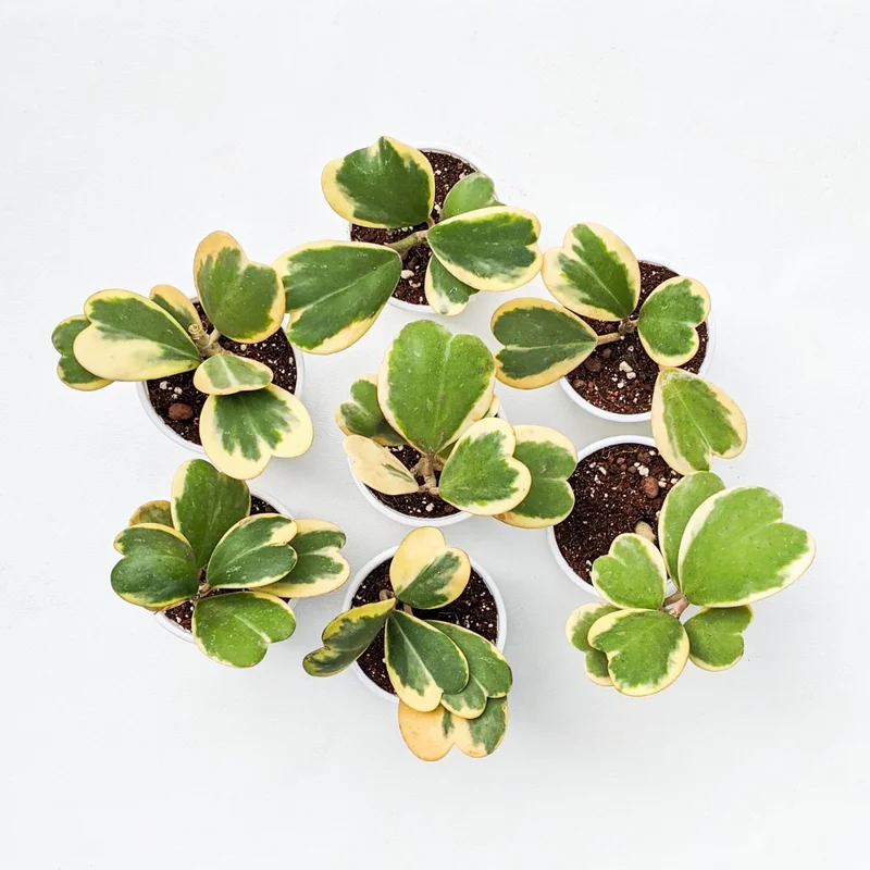 Variegated Heart Hoya Kerrii Plant - 4 inch Pot - Live Houseplant