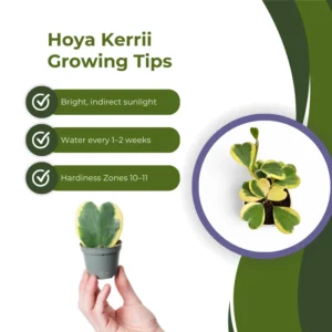 Variegated Heart Hoya Kerrii Plant - 4 inch Pot - Live Houseplant