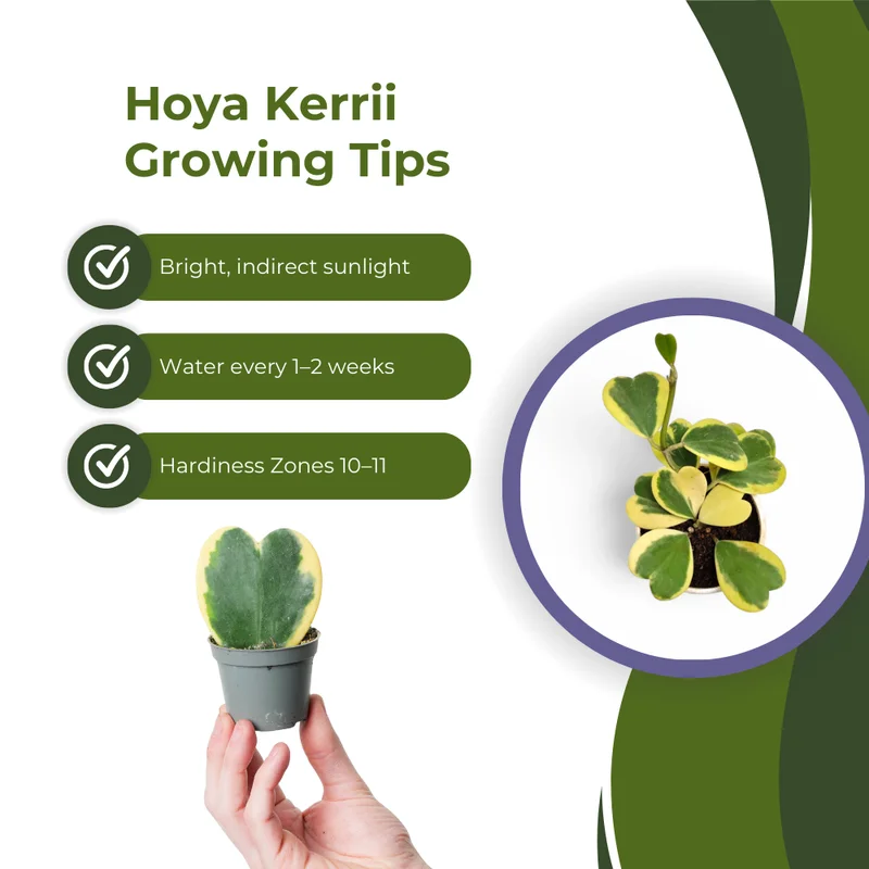 Variegated Heart Hoya Kerrii Plant - 4 inch Pot - Live Houseplant