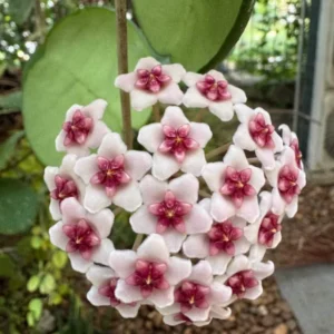 Variegated Heart Hoya Kerrii Plant - 4 inch Pot - Live Houseplant
