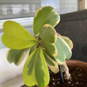 Variegated Heart Hoya Kerrii Plant - 4 inch Pot - Live Houseplant