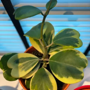 Variegated Heart Leaf Hoya Plant - Live Hoya Kerrii in 4 Inch Pot