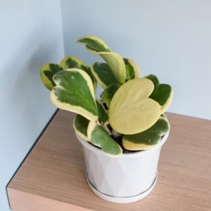 Variegated Heart Leaf Hoya Plant - Live Hoya Kerrii in 4 Inch Pot