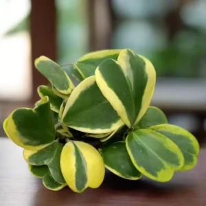 Variegated Heart Leaf Hoya Plant - Live Hoya Kerrii in 4 Inch Pot