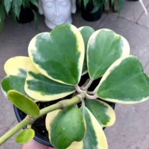 Variegated Heart Leaf Hoya Plant - Live Hoya Kerrii in 4 Inch Pot