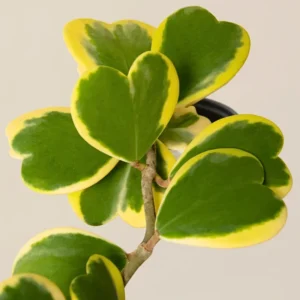 Variegated Hoya Kerrii Plant - 4 Inch Hoya Heart Plant Live - Rare Indoor Houseplant