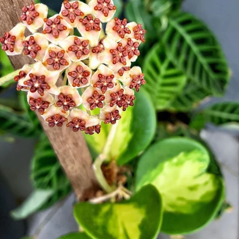 Variegated Hoya Kerrii Plant - 4 Inch Hoya Heart Plant Live - Rare Indoor Houseplant
