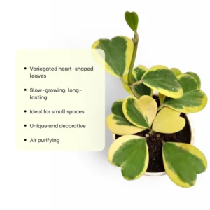 Variegated Hoya Kerrii Plant - 4 Inch Hoya Heart Plant Live - Rare Indoor Houseplant