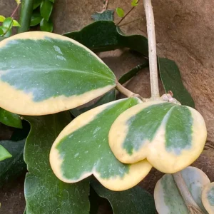 Variegated Hoya Kerrii Plant - 4 Inch Hoya Heart Plant Live - Rare Indoor Houseplant