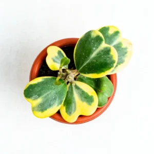 Variegated Hoya Kerrii Plant - Live Hoya in Pot or Hanging Basket - Indoor Plant