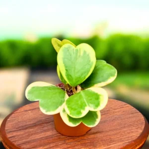 Variegated Hoya Kerrii Plant - Live Hoya in Pot or Hanging Basket - Indoor Plant