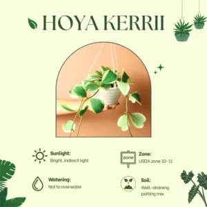 Variegated Hoya Kerrii Plant - Live Hoya in Pot or Hanging Basket - Indoor Plant