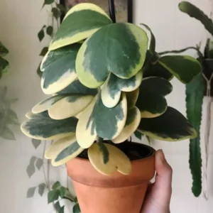 Variegated Hoya Kerrii Plant - Live Hoya in Pot or Hanging Basket - Indoor Plant