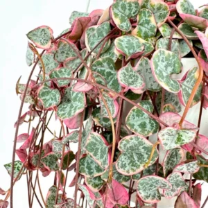 Variegated String of Hearts Plant Live - 2.5 Inch Trailing Succulent Houseplant