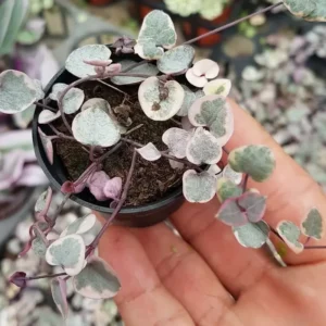 Variegated String of Hearts Plant Live - 2.5 Inch Trailing Succulent Houseplant