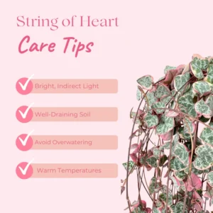 Variegated String of Hearts Plant Live - 2.5 Inch Trailing Succulent Houseplant