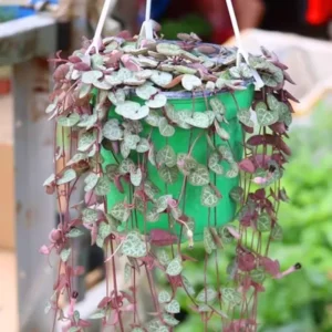 Variegated String of Hearts Plant Live - 2.5 Inch Trailing Succulent Houseplant