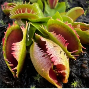Venus Flytrap Funnel Trap Live Plant - Dionaea Muscipula Cultivar