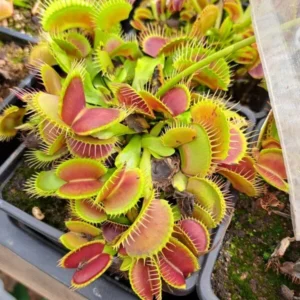 Venus Flytrap Funnel Trap Live Plant - Dionaea Muscipula Cultivar