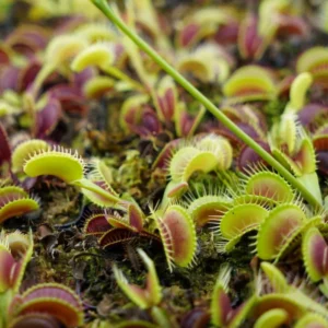 Venus Flytrap Funnel Trap Live Plant - Dionaea Muscipula Cultivar