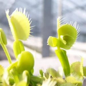 Venus Flytrap Mirror Cultivar Live Plant - Large Dionaea Muscipula