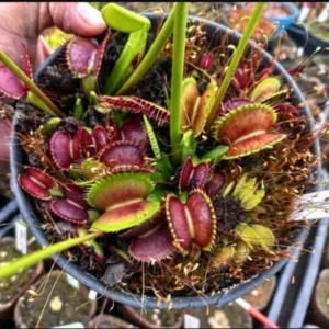 Venus Flytrap Mirror Cultivar Live Plant - Large Dionaea Muscipula