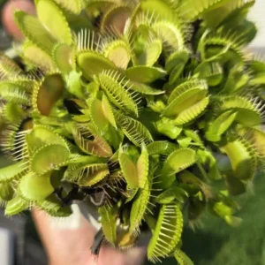 Venus Flytrap Mirror x Mirror Dionaea Muscipula Cultivar Large Live Plant